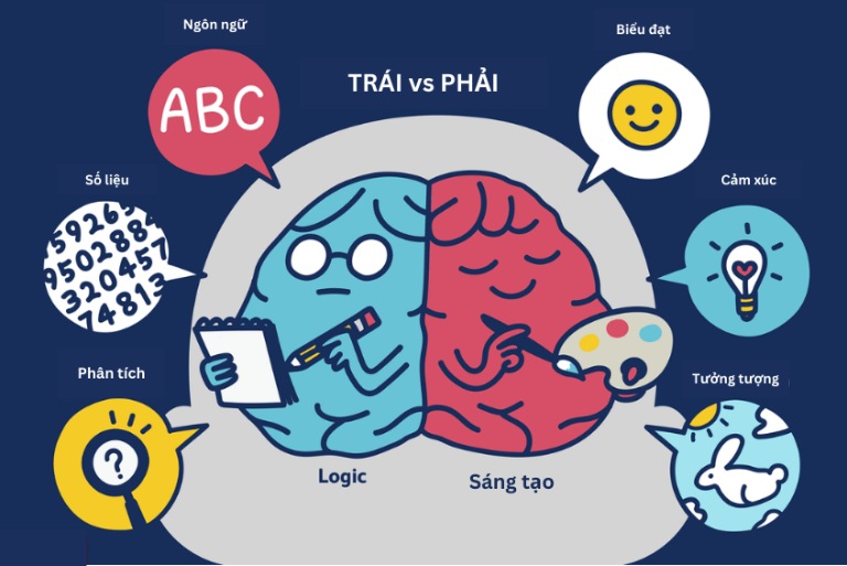 Phương pháp giáo dục Shichida chú trọng đến sự phát triển cân bằng bán cầu não trái và não phải